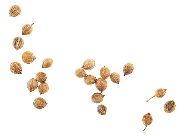 تصویر 4 از قیمت خرید تخم گشنیز مرغوب + فروش ویژه